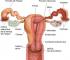Causas del flujo vaginal blanco Causas del flujo vaginal blanco